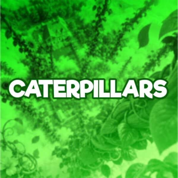 Caterpillar | -1 Point