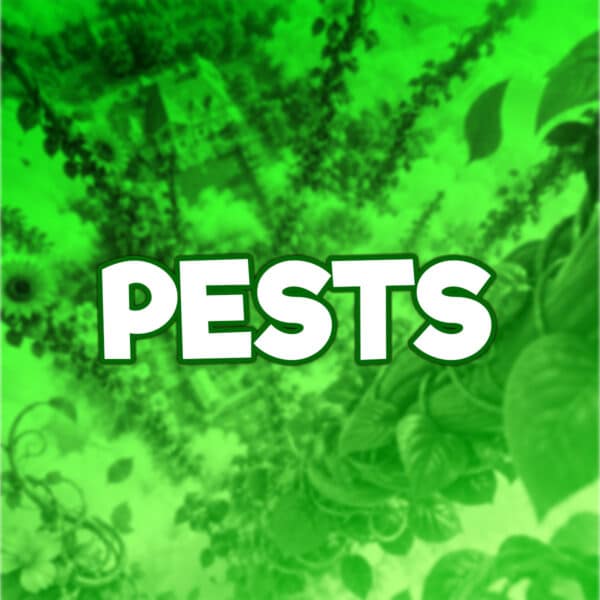 Pests | -5 points | £25 Cash